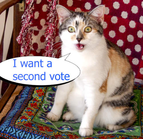 our cat demanding a second vote
